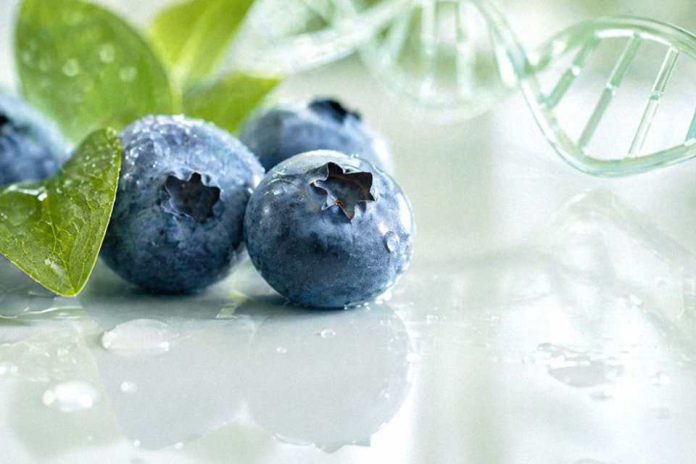 El arándano se ha consolidado como industria global y, en paralelo, como un campo científico cada vez más activo. El análisis, publicado en Horticulturae, revisó literatura indexada en Scopus entr