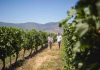 El enoturismo en Chile al alza en el primer trimestre con brasileños y argentinos a la cabeza El enoturismo en Chile al alza en el primer trimestre con brasileños y argentinos a la cabeza