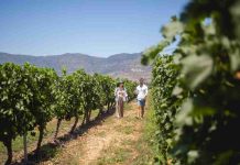 El enoturismo en Chile al alza en el primer trimestre con brasileños y argentinos a la cabeza El enoturismo en Chile al alza en el primer trimestre con brasileños y argentinos a la cabeza