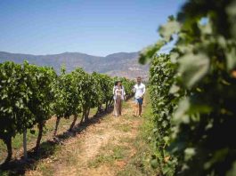 El enoturismo en Chile al alza en el primer trimestre con brasileños y argentinos a la cabeza