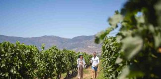 El enoturismo en Chile al alza en el primer trimestre con brasileños y argentinos a la cabeza