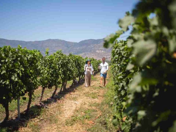 El enoturismo en Chile al alza en el primer trimestre con brasileños y argentinos a la cabeza El enoturismo en Chile al alza en el primer trimestre con brasileños y argentinos a la cabeza
