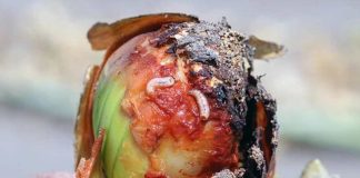 El ministerio permite el uso del ciantraniliprol contra la mosca de la cebolla