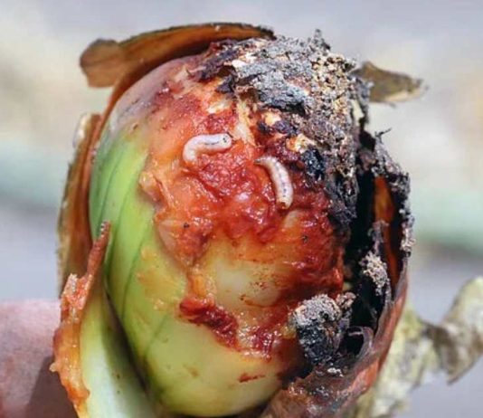 El ministerio permite el uso del ciantraniliprol contra la mosca de la cebolla