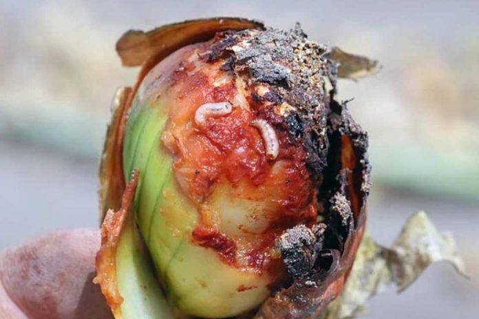 El ministerio permite el uso del ciantraniliprol contra la mosca de la cebolla