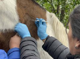 El otoño es la época ideal para la desparasitación y el manejo sanitario de equinos