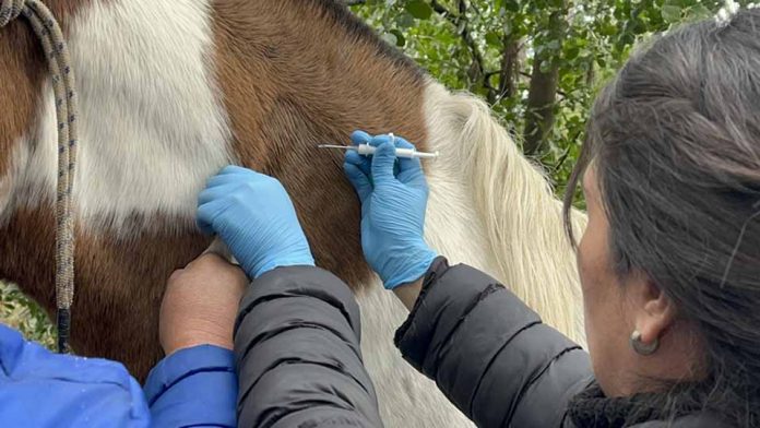 El otoño es la época ideal para la desparasitación y el manejo sanitario de equinos