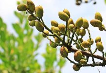 El protocolo fitosanitario firmado por el Gobierno impulsa las exportaciones en un contexto de crecimiento productivo y oportunidad frente a la incertidumbre del pistacho iraní