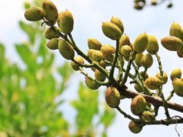 El protocolo fitosanitario firmado por el Gobierno impulsa las exportaciones en un contexto de crecimiento productivo y oportunidad frente a la incertidumbre del pistacho iraní