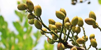 El protocolo fitosanitario firmado por el Gobierno impulsa las exportaciones en un contexto de crecimiento productivo y oportunidad frente a la incertidumbre del pistacho iraní