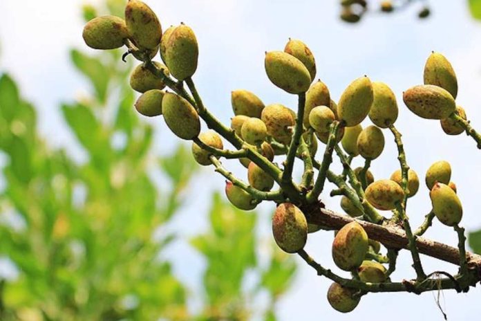 El protocolo fitosanitario firmado por el Gobierno impulsa las exportaciones en un contexto de crecimiento productivo y oportunidad frente a la incertidumbre del pistacho iraní