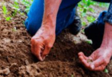 En Colombia advierten sobre el uso de semillas no autorizadas