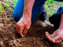 En Colombia advierten sobre el uso de semillas no autorizadas