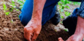 En Colombia advierten sobre el uso de semillas no autorizadas