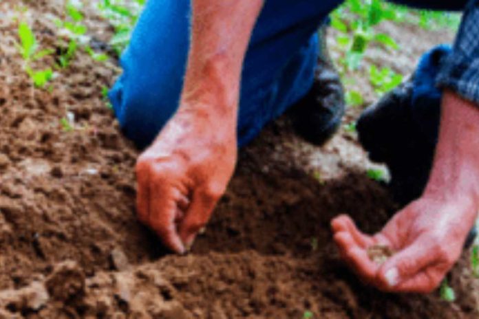 En Colombia advierten sobre el uso de semillas no autorizadas