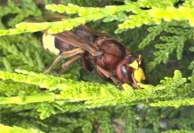 España | El IAS-CSIC activa el control de plantas asociadas al avispón oriental en Córdoba