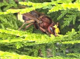 España | El IAS-CSIC activa el control de plantas asociadas al avispón oriental en Córdoba
