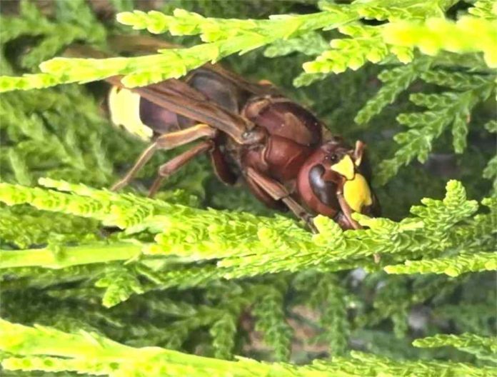 España | El IAS-CSIC activa el control de plantas asociadas al avispón oriental en Córdoba