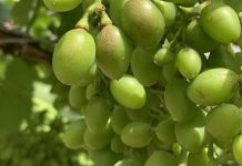 España | Los viticultores podrán volver a utilizar el ciantraniliprol contra los nuevos trips España Los viticultores podrán volver a utilizar el ciantraniliprol contra los nuevos trips