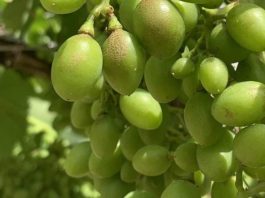 España Los viticultores podrán volver a utilizar el ciantraniliprol contra los nuevos trips