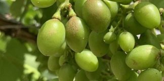 España | Los viticultores podrán volver a utilizar el ciantraniliprol contra los nuevos trips España Los viticultores podrán volver a utilizar el ciantraniliprol contra los nuevos trips