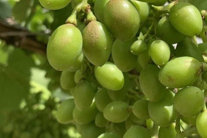 España Los viticultores podrán volver a utilizar el ciantraniliprol contra los nuevos trips España Los viticultores podrán volver a utilizar el ciantraniliprol contra los nuevos trips