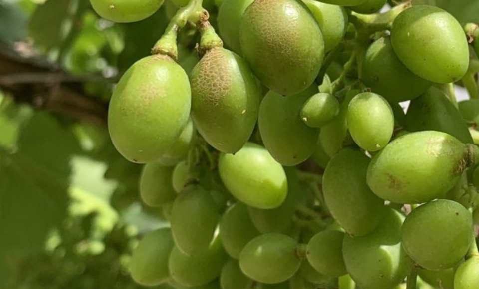 España Los viticultores podrán volver a utilizar el ciantraniliprol contra los nuevos trips