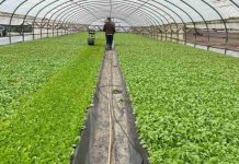 España cultivará de nuevo más tabaco, pero con incertidumbre por los costes y rendimientos