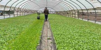 España cultivará de nuevo más tabaco, pero con incertidumbre por los costes y rendimientos