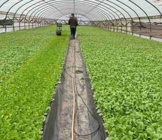 España cultivará de nuevo más tabaco, pero con incertidumbre por los costes y rendimientos