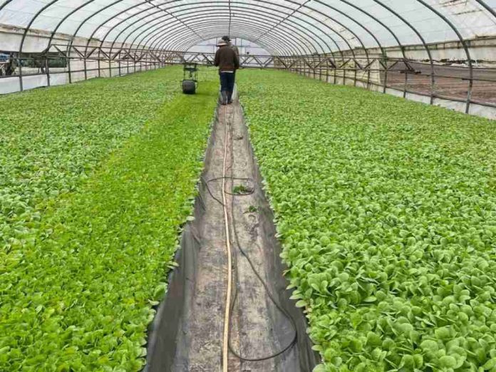 España cultivará de nuevo más tabaco, pero con incertidumbre por los costes y rendimientos