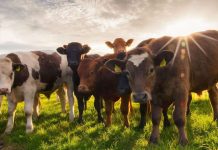 España pierde el mercado marroquí de ganado vivo