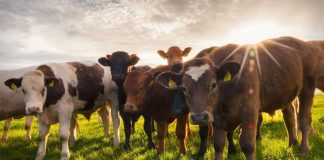 España pierde el mercado marroquí de ganado vivo