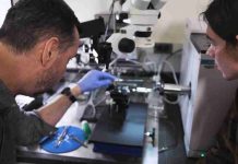 Estados Unidos | Un dispositivo reactivado revela olores que atraen y repelen las plagas de los cultivos.