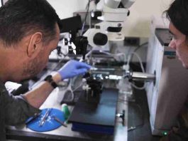 Estados Unidos | Un dispositivo reactivado revela olores que atraen y repelen las plagas de los cultivos.