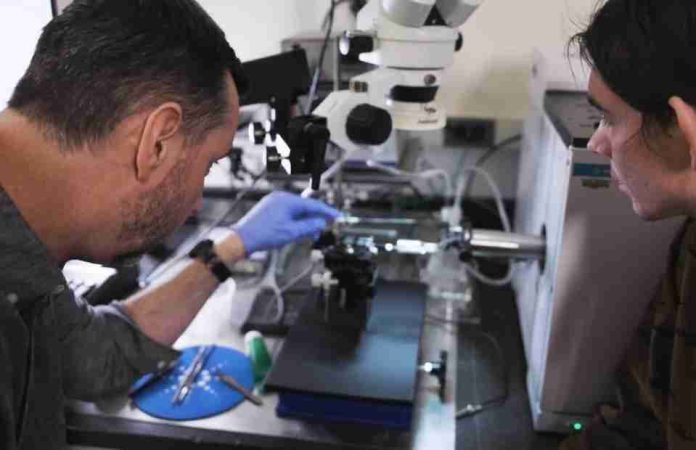 Estados Unidos Un dispositivo reactivado revela olores que atraen y repelen las plagas de los cultivos. Estados Unidos | Un dispositivo reactivado revela olores que atraen y repelen las plagas de los cultivos.