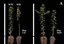 Experimento demuestra cómo la colaboración entre portainjerto-injerto potencia la resistencia a la sequía Experimento demuestra cómo la colaboración entre portainjerto-injerto potencia la resistencia a la sequía