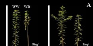 Experimento demuestra cómo la colaboración entre portainjerto-injerto potencia la resistencia a la sequía
