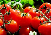 Exportadores de tomate ariqueño preparan misión comercial a Argentina