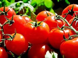 Exportadores de tomate ariqueño preparan misión comercial a Argentina