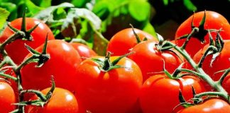 Exportadores de tomate ariqueño preparan misión comercial a Argentina