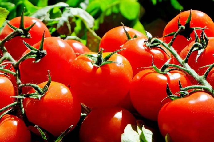 Exportadores de tomate ariqueño preparan misión comercial a Argentina Exportadores de tomate ariqueño preparan misión comercial a Argentina