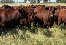 Ganadería Cómo producir más kilos reales en ambientes difíciles