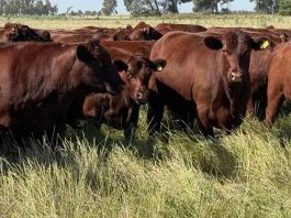 Ganadería Cómo producir más kilos reales en ambientes difíciles