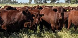 Ganadería: Cómo producir más kilos reales en ambientes difíciles Ganadería Cómo producir más kilos reales en ambientes difíciles