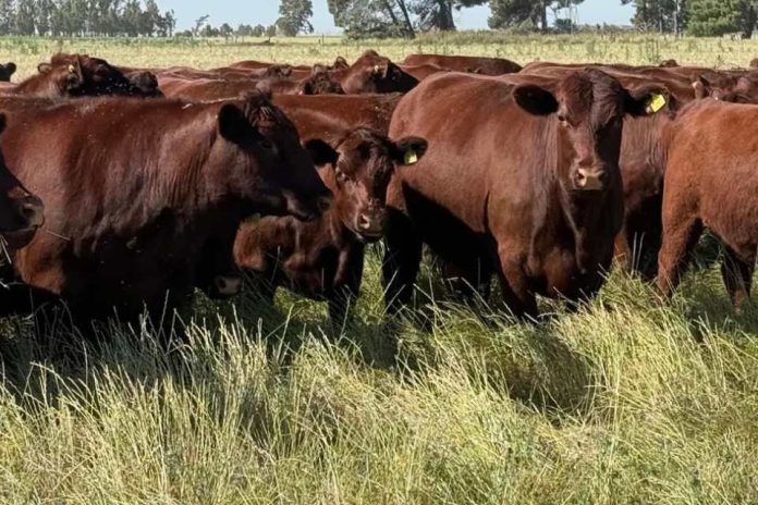Ganadería Cómo producir más kilos reales en ambientes difíciles Ganadería Cómo producir más kilos reales en ambientes difíciles