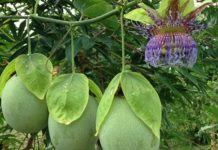 Colombia impulsa la cadena de pasifloras con sanidad, exportaciones y compromiso con el campo