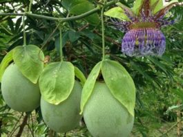 Colombia impulsa la cadena de pasifloras con sanidad, exportaciones y compromiso con el campo