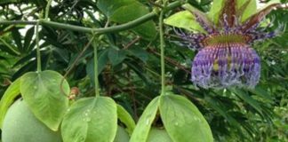 Colombia impulsa la cadena de pasifloras con sanidad, exportaciones y compromiso con el campo