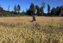 INDAP invierte más de $1.200 millones para fortalecer los cultivos tradicionales en Ñuble